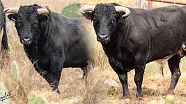 Encierro definido para Corrida Navideña de Apizaco 2025