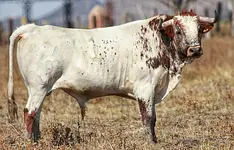 Ganadería poblana “Raúl Cervantes” viaja a León con buen encierro
