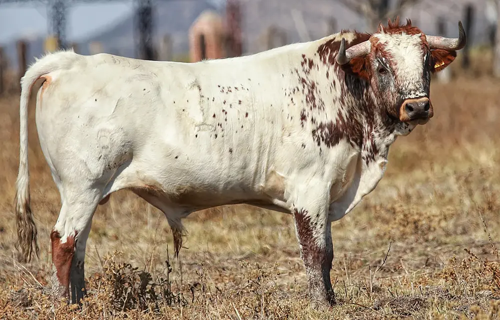 Ganadería poblana “Raúl Cervantes” viaja a León con buen encierro